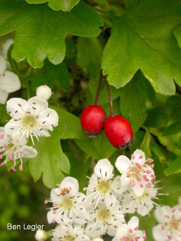 Common hawthorn - Crataegus monogyna - flowers and berries