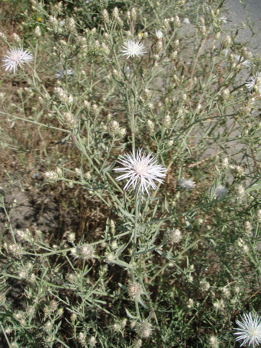 Centaurea-diffusa-diffuse-knapweed-MWinkler