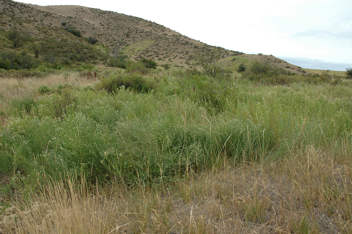 Centaurea-diffusa-diffuse-knapweed-infestation-Okanogan