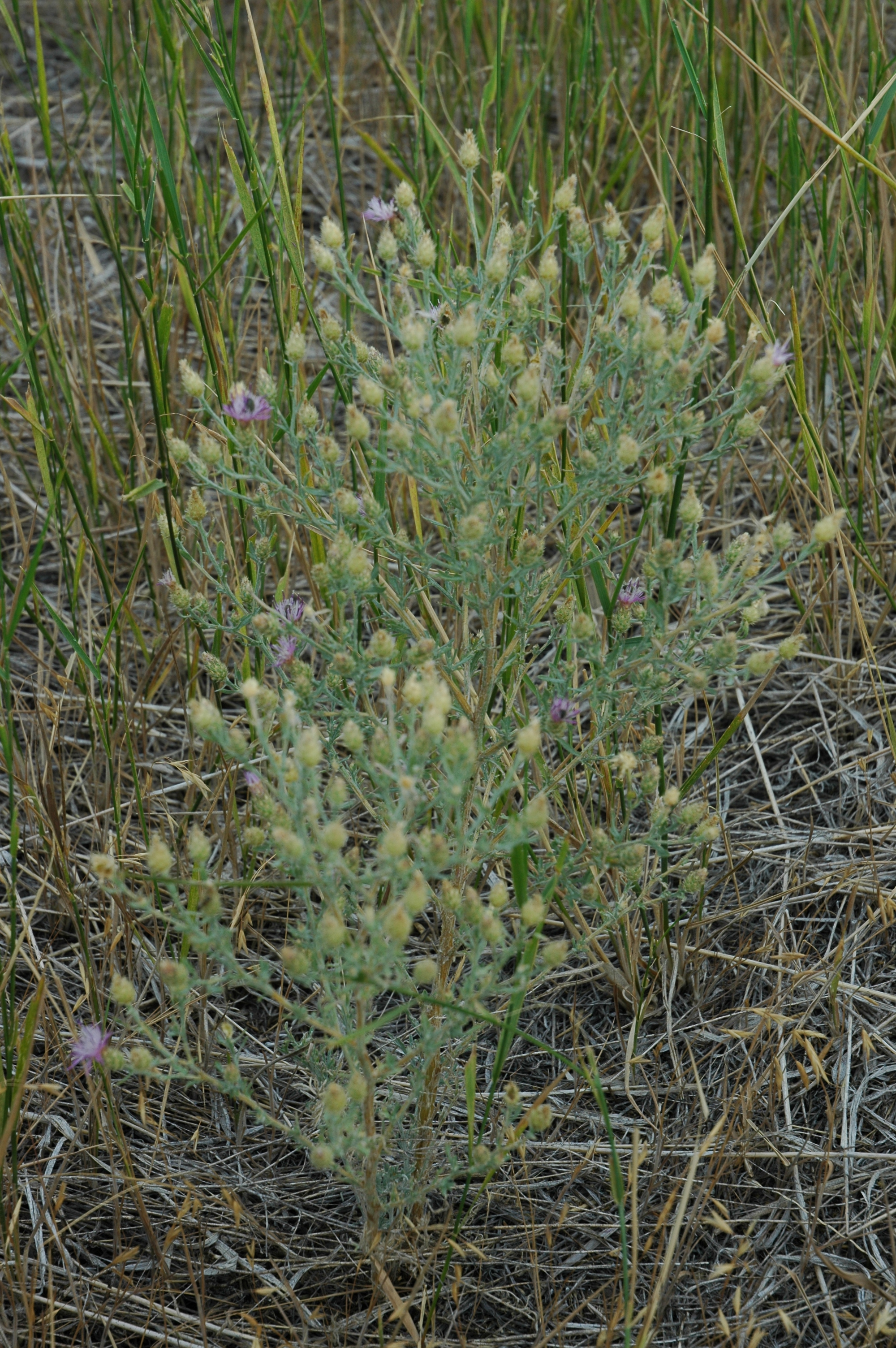 Centaurea-diffusa-diffuse-knapweed-plant
