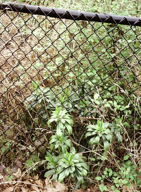 Spurge laurel (Daphne laureola) patch by a fence