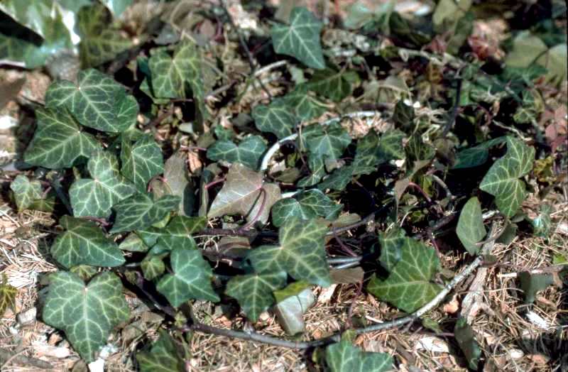 English ivy 'Baltica'
