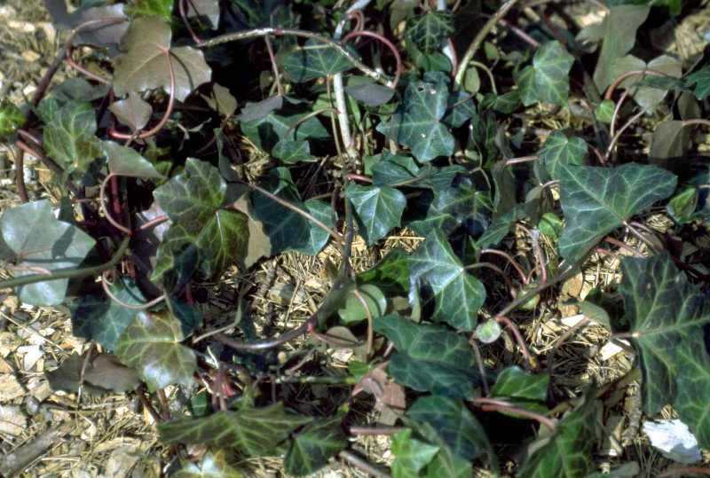 Weeds: English ivy – Hedera helix, Hortsense