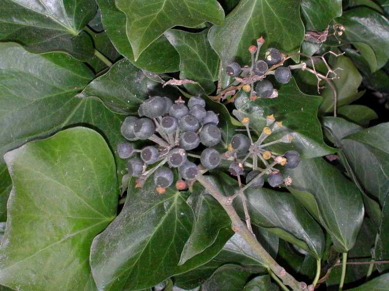 English ivy with mature fruit