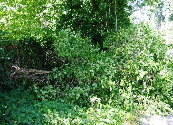 English ivy on downed tree