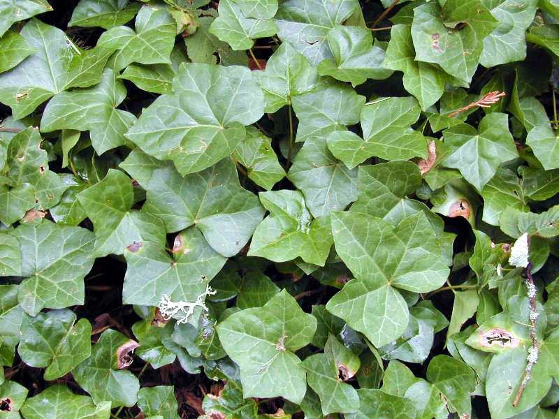 English ivy leaves closeup
