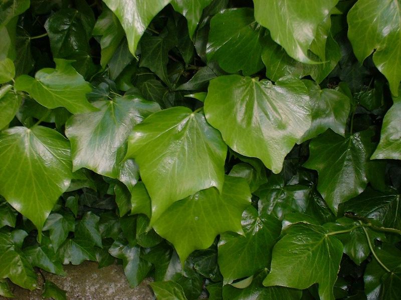 English ivy mature leaves closeup