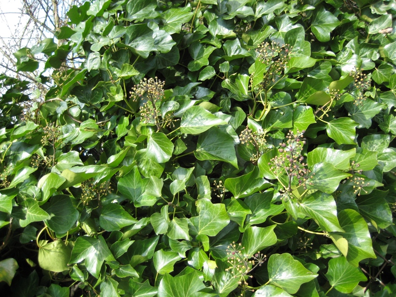 English ivy mature leaves and green fruit