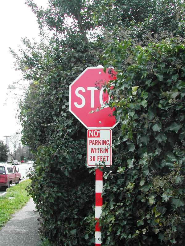 English_ivy_stop_sign