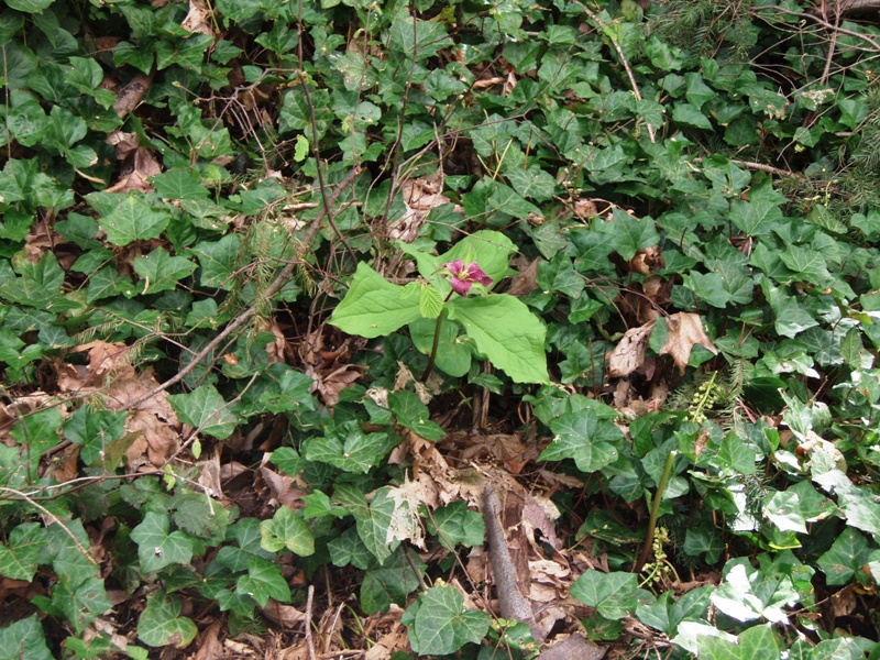 English ivy surrounding a native trillium