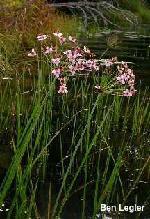 Flowering-rush (Butomus umbellatus) - click for larger image