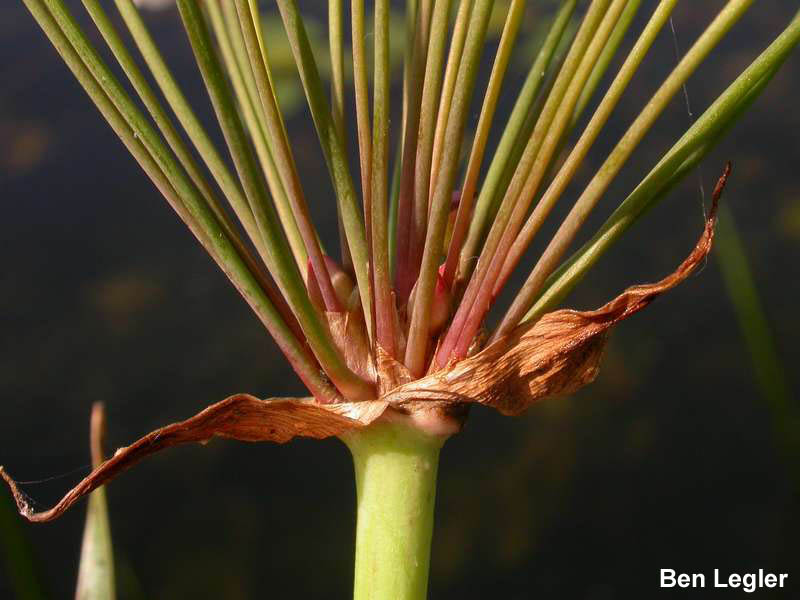 Flowering-rush (Butomus umbellatus) flower bulbils