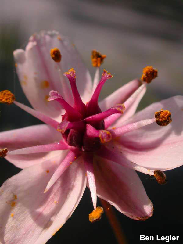 Flowering-rush (Butomus umbellatus) flower