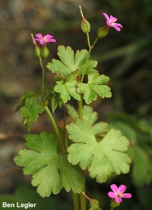 Shiny geranium (Geranium lucidum) - click for larger image