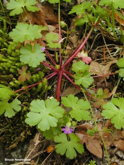Shiny geranium (Geranium lucidum) Plant - click for larger image