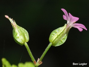 Shiny geranium (Geranium lucidum) Flowers - click for larger image