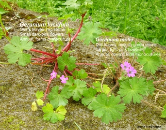 Shiny geranium (Geranium lucidum) vs Dovefoot (Geranium molle) - click for larger image