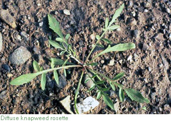 image of diffuse knapweed rosette