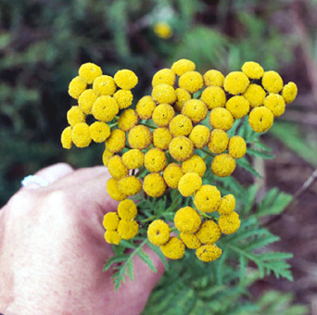 common tansy flowers
