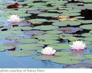 fragrant water lily - click for larger image