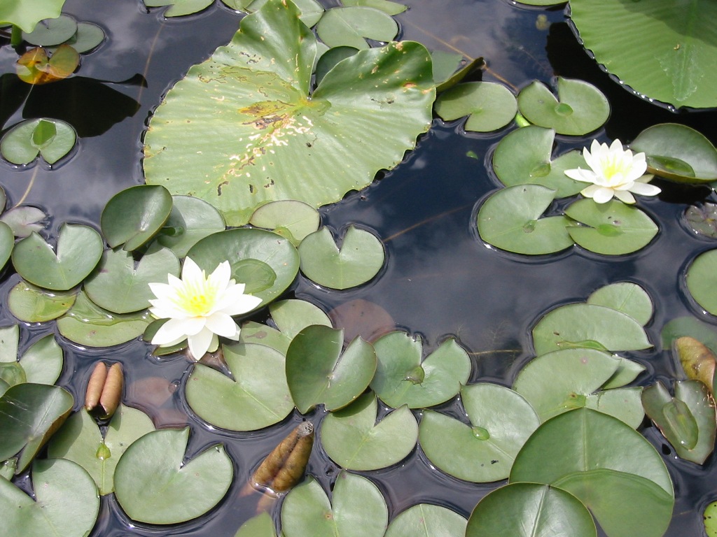 fragrant water lily and native yellow pond lily - click for larger image