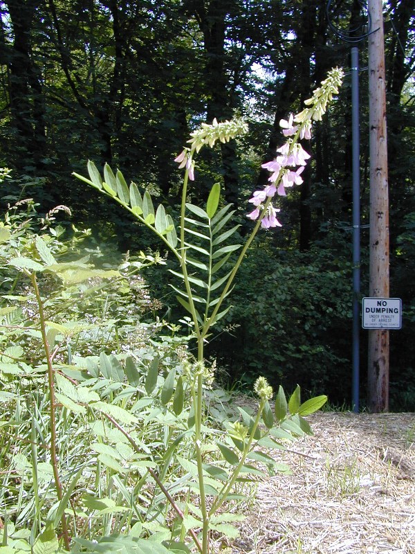 Flowering goatsrue plant