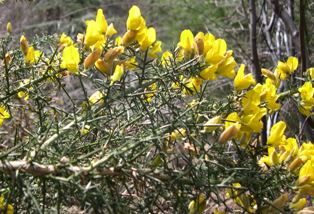 Gorse flowering - click for larger image
