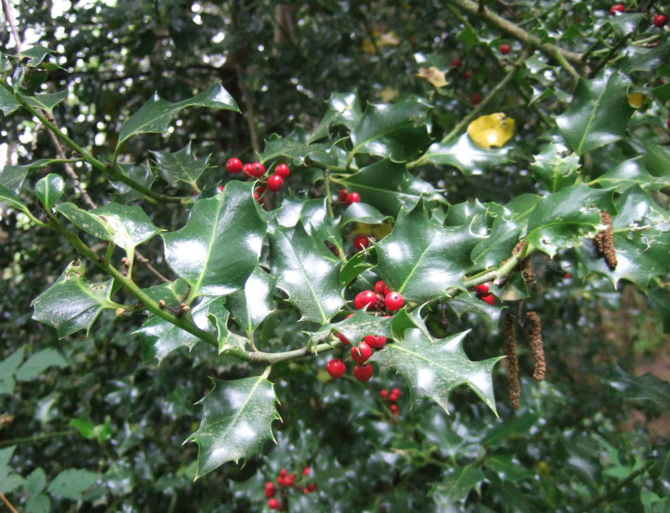 English holly leaves with berries
