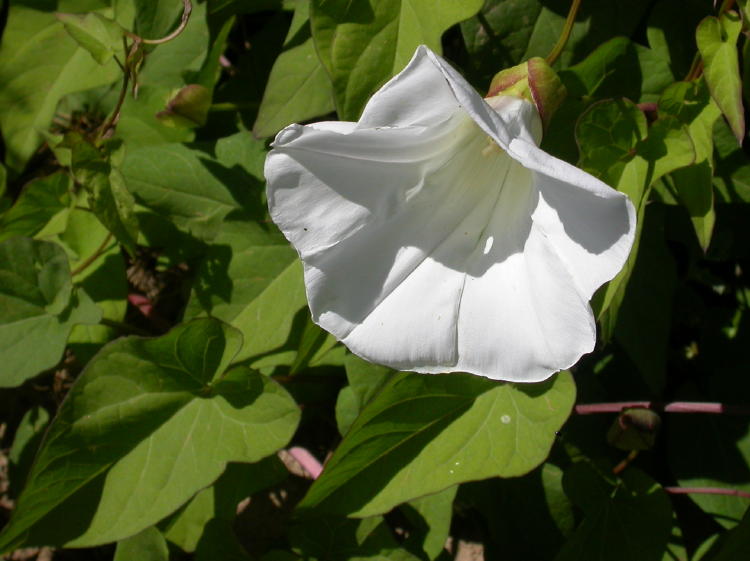 Plant identification white flowers