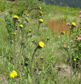 Yellow hawkweed (Hieracium caespitosum) - click for larger image