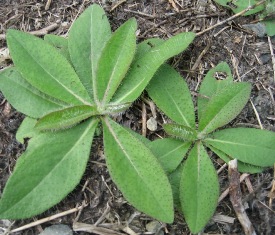 Yellow hawkweed rosettes (Hieracium caespitosum) - click for larger image