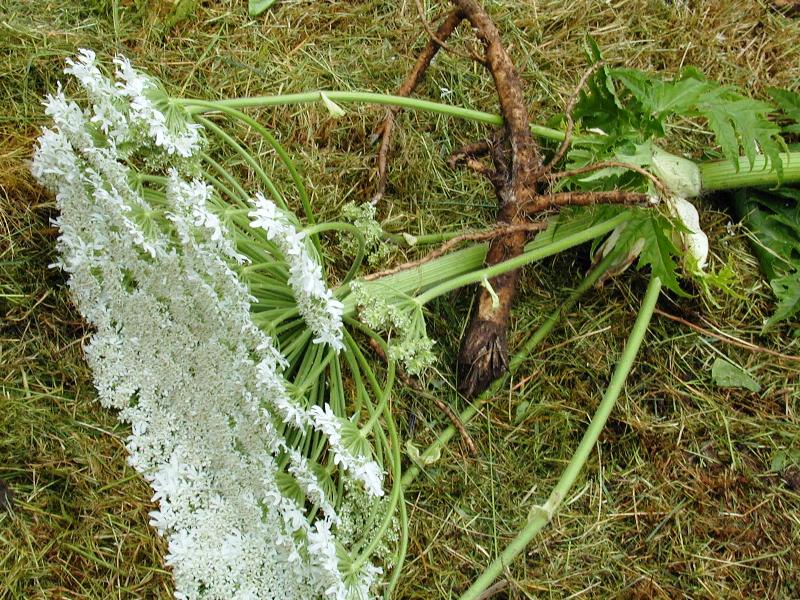 Giant hogweed flower and root