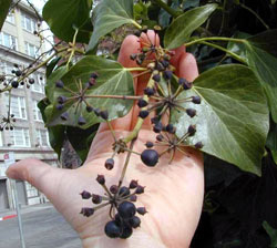 English ivy mature leaves and fruits - click for larger image