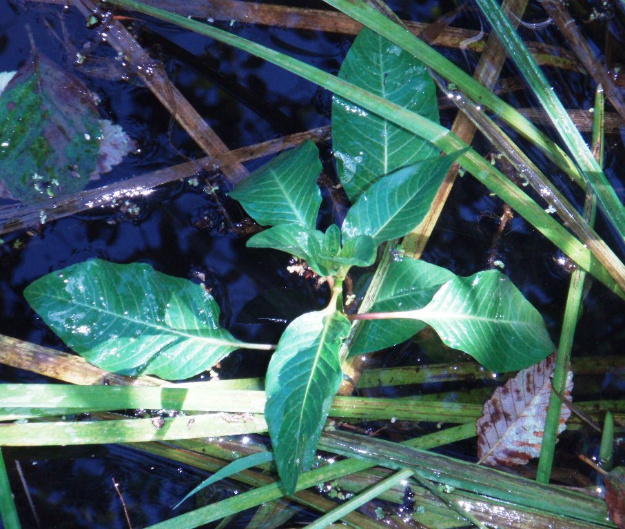 Floating primrose-willow closeup of plant