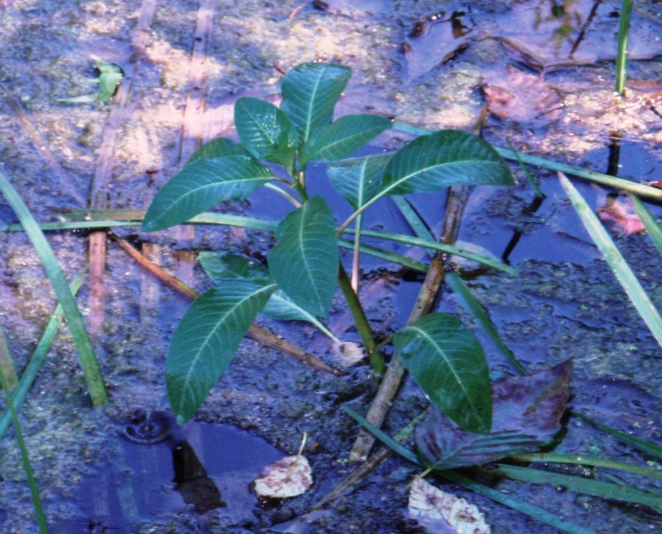 Floating primrose-willow closeup of plant