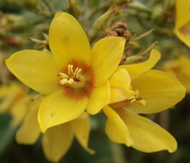 Garden Loosestrife (Lysimachia vulgaris) Flower - click for larger image