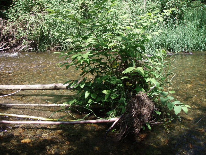 Knotweed on fallen tree in river