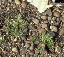 lawnweed - carpet burweed (Soliva sessilis) - click for larger image