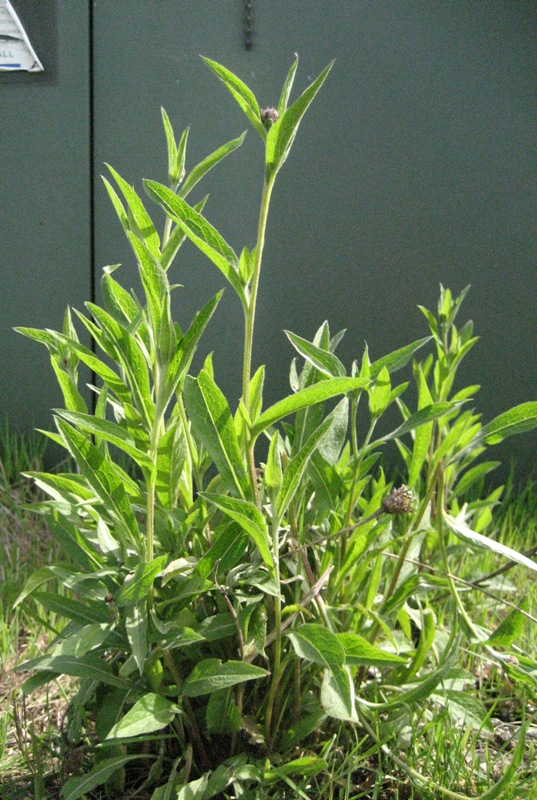 meadow knapweed preflower