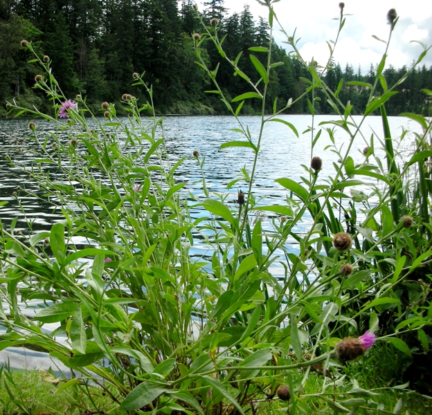 meadow knapweed by Lake Wilderness
