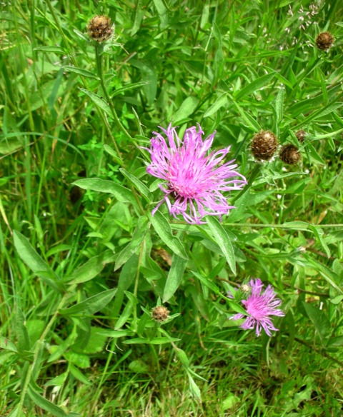 meadow knapweed flowers and buds