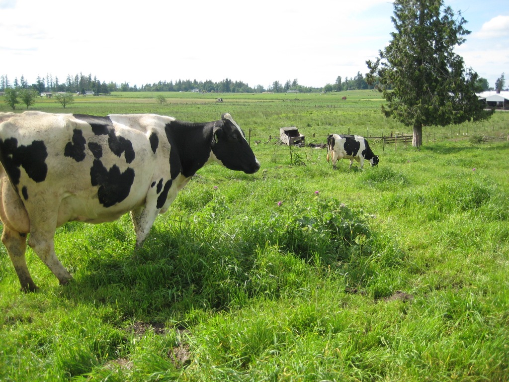 milk thistle in cow pasture