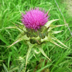 milk thistle flowerhead - click for larger image