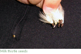 milk thistle seeds