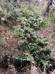 English laurel - Prunus laurocerasus - escaped tree - click for larger image