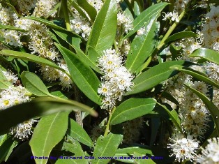 English laurel - Prunus laurocerasus - flowering plant - click for larger image
