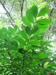 English laurel - Prunus laurocerasus - stem underside - click for larger image