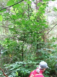 English laurel - Prunus laurocerasus - escapee in woods - click for larger image