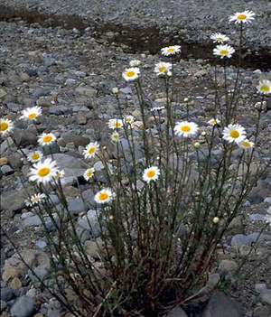 oxeye daisy plant - click for larger image