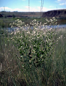 perennial pepperweed plant